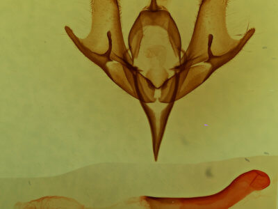 genitalia view of adult Meleneta antennata