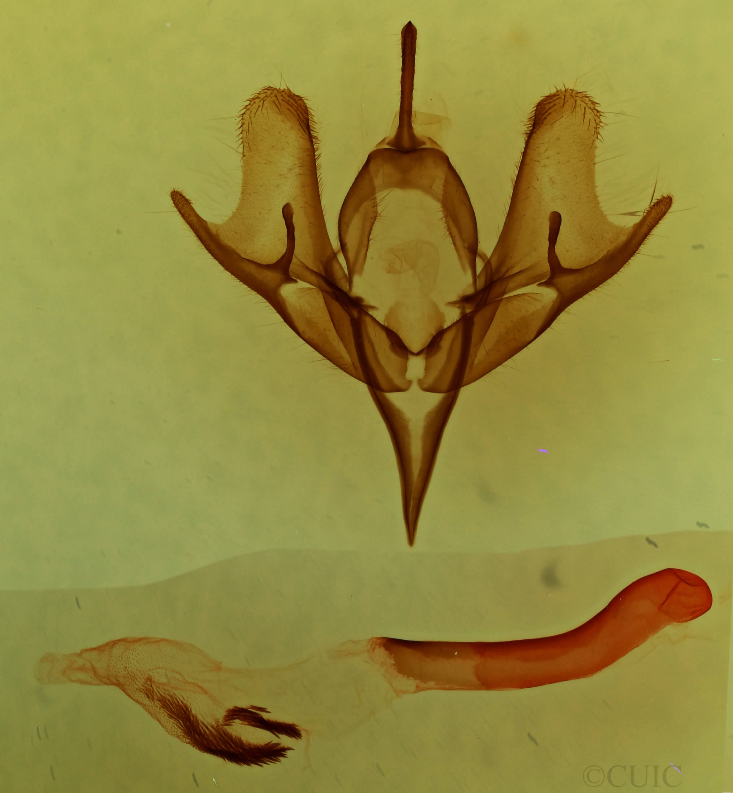 genitalia view of adult Meleneta antennata