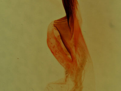 genitalia view of adult Meleneta antennata