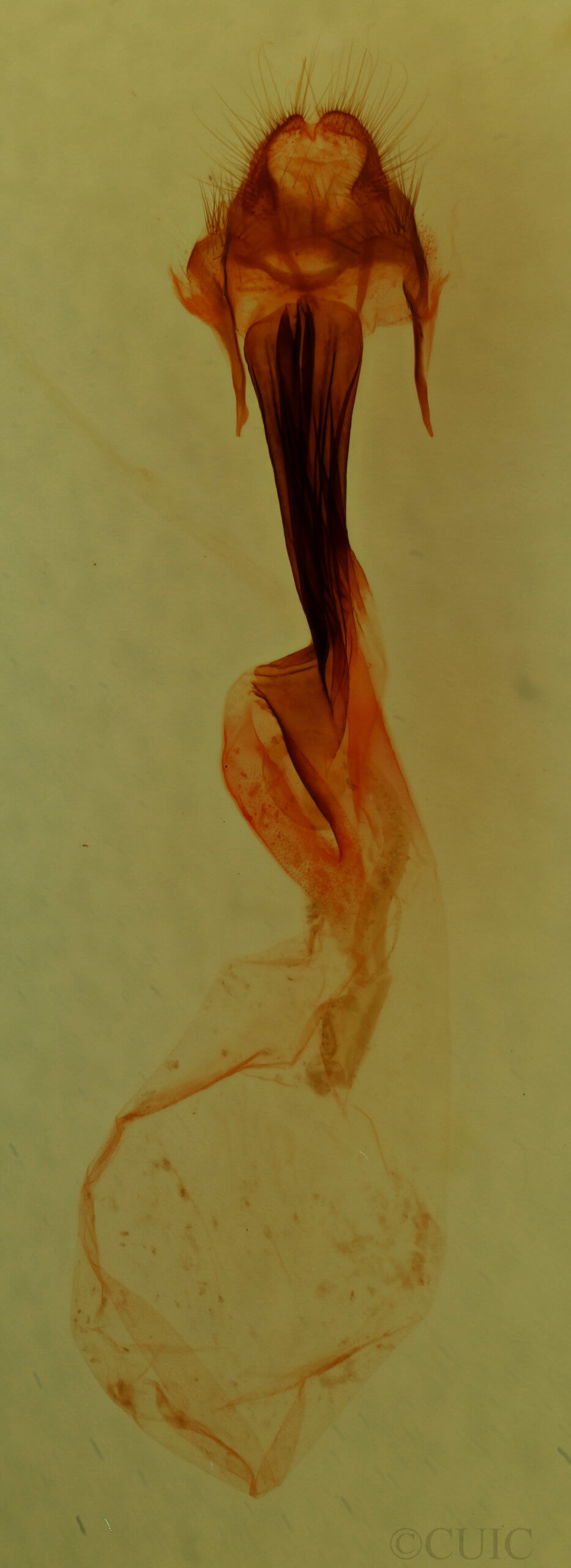 genitalia view of adult Meleneta antennata