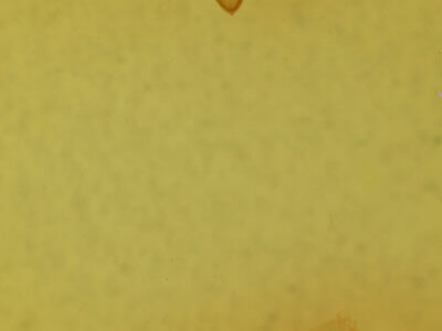 genitalia view of adult Meropleon diversicolor