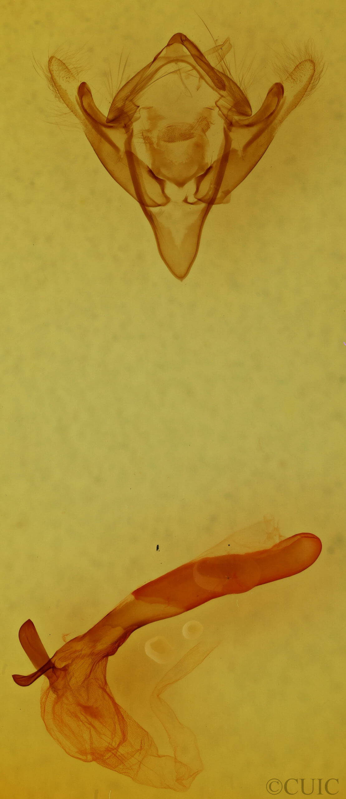 genitalia view of adult Meropleon diversicolor