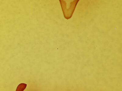 genitalia view of adult Meropleon diversicolor