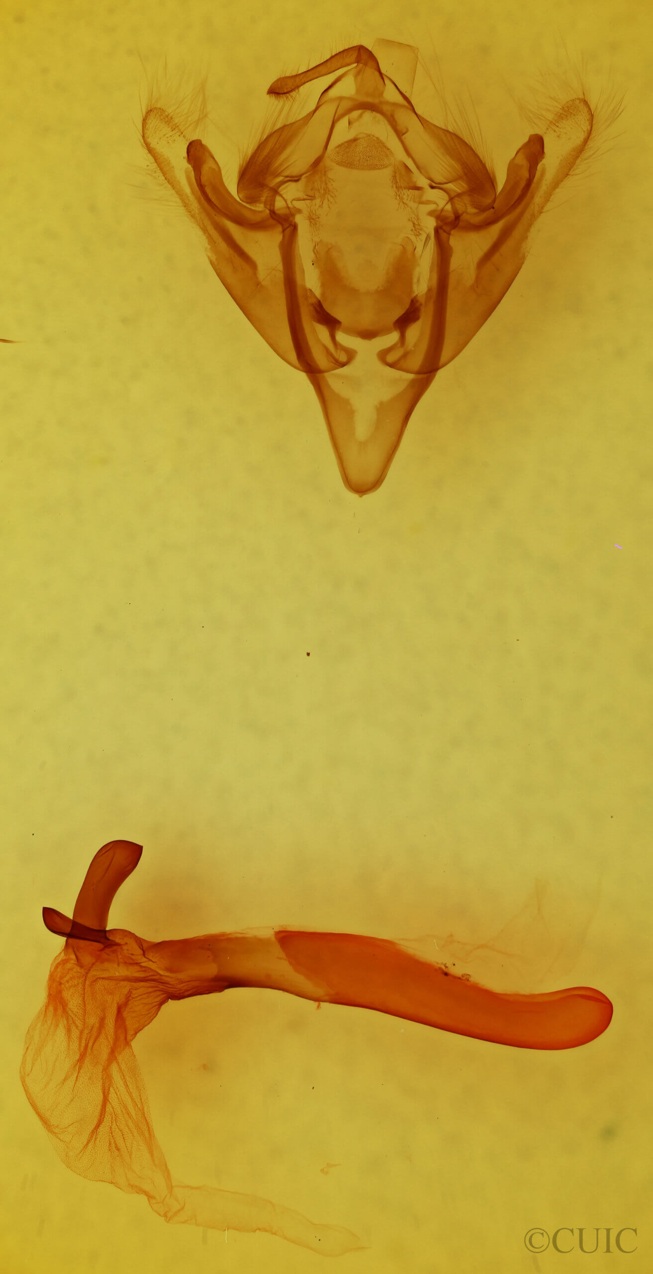 genitalia view of adult Meropleon diversicolor