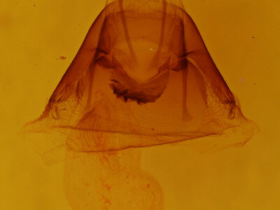 genitalia view of adult Mesapamea fractilinea