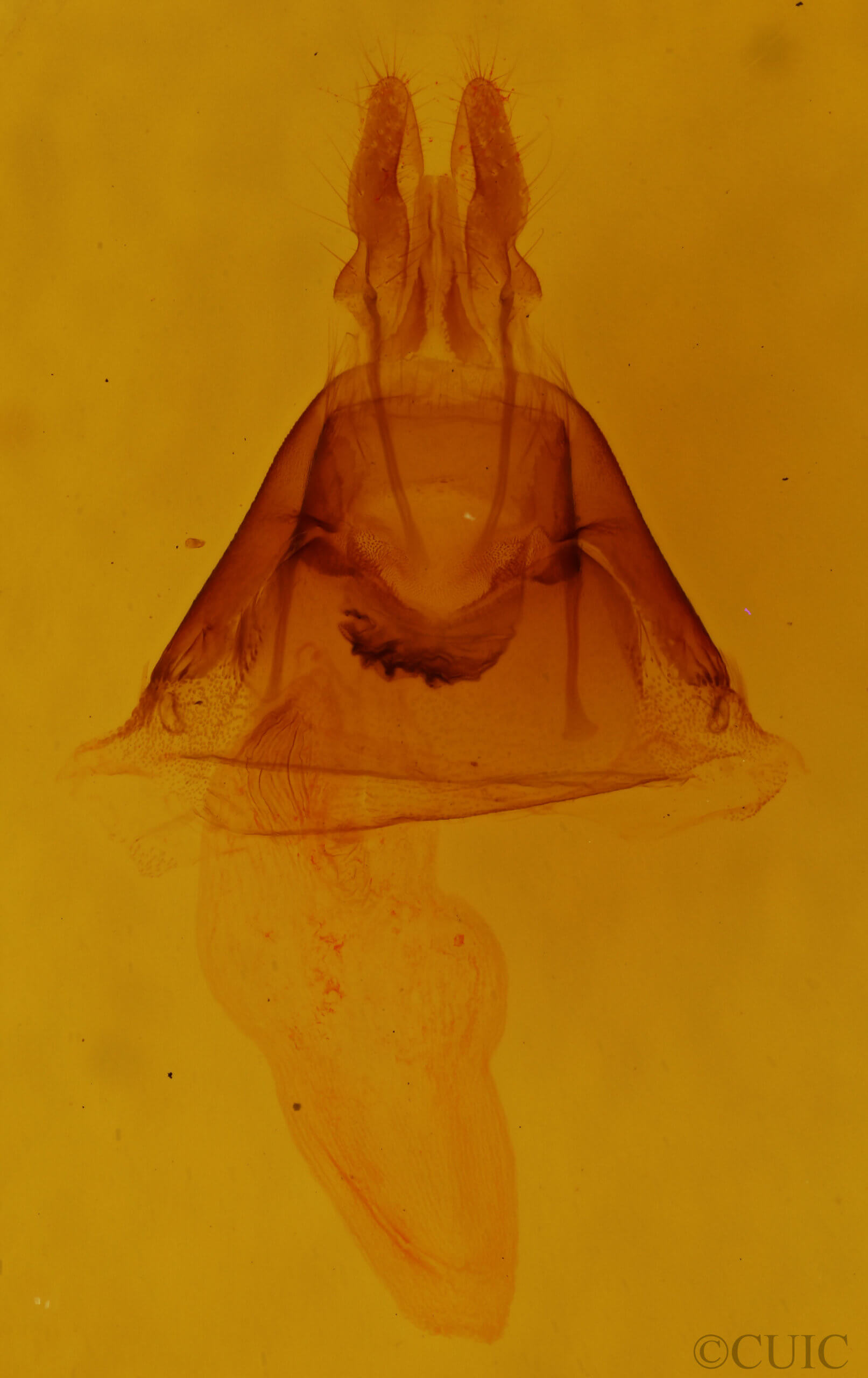 genitalia view of adult Mesapamea fractilinea