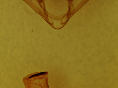 genitalia view of adult Metaplusia argyra