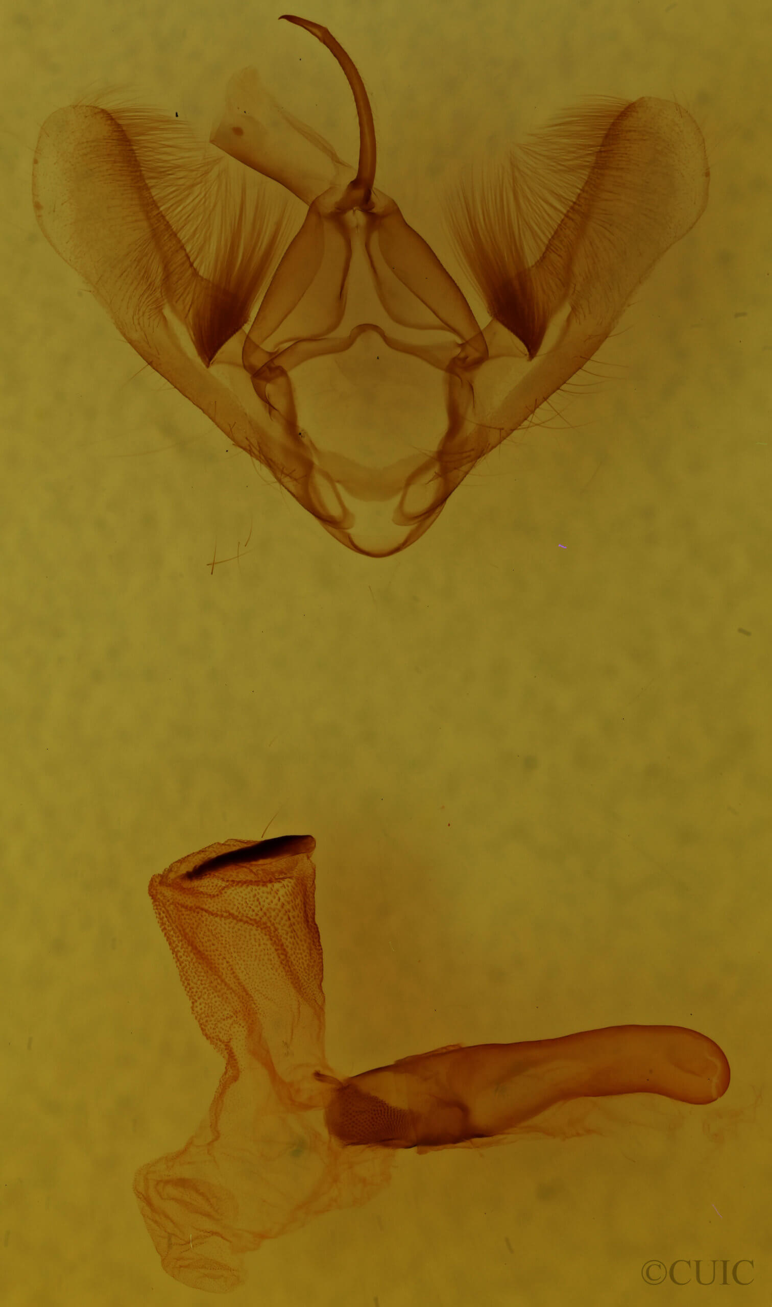 genitalia view of adult Metaplusia argyra