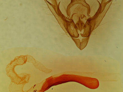 genitalia view of adult Mimobarathra antonito