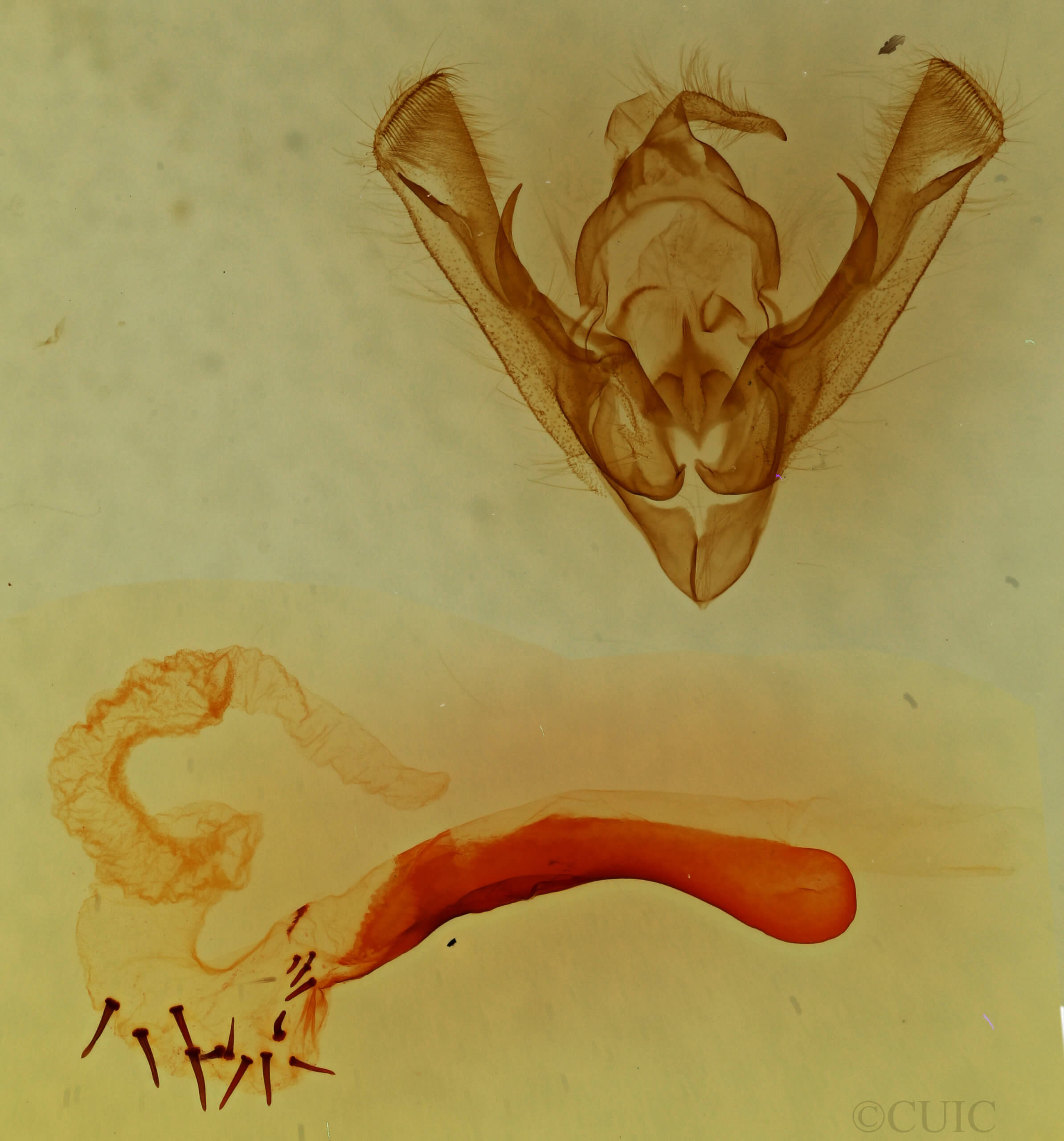 genitalia view of adult Mimobarathra antonito