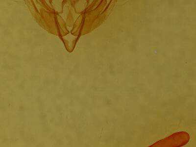 genitalia view of adult Miodera stigmata