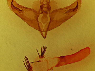 genitalia view of adult Miracavira brillians