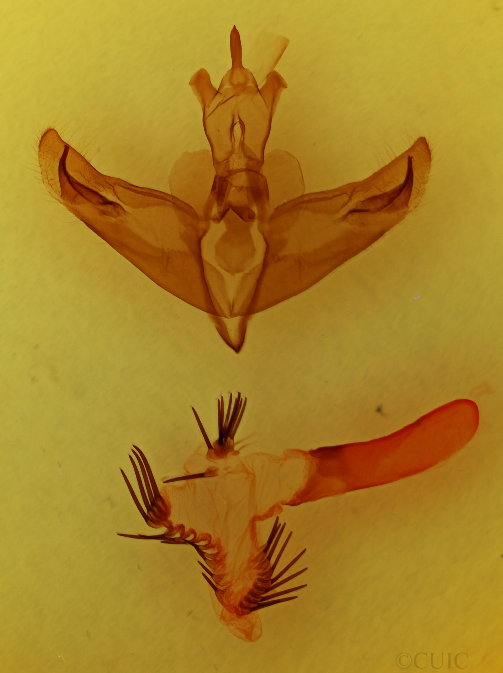 genitalia view of adult Miracavira brillians