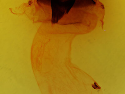 genitalia view of adult Miracavira brillians