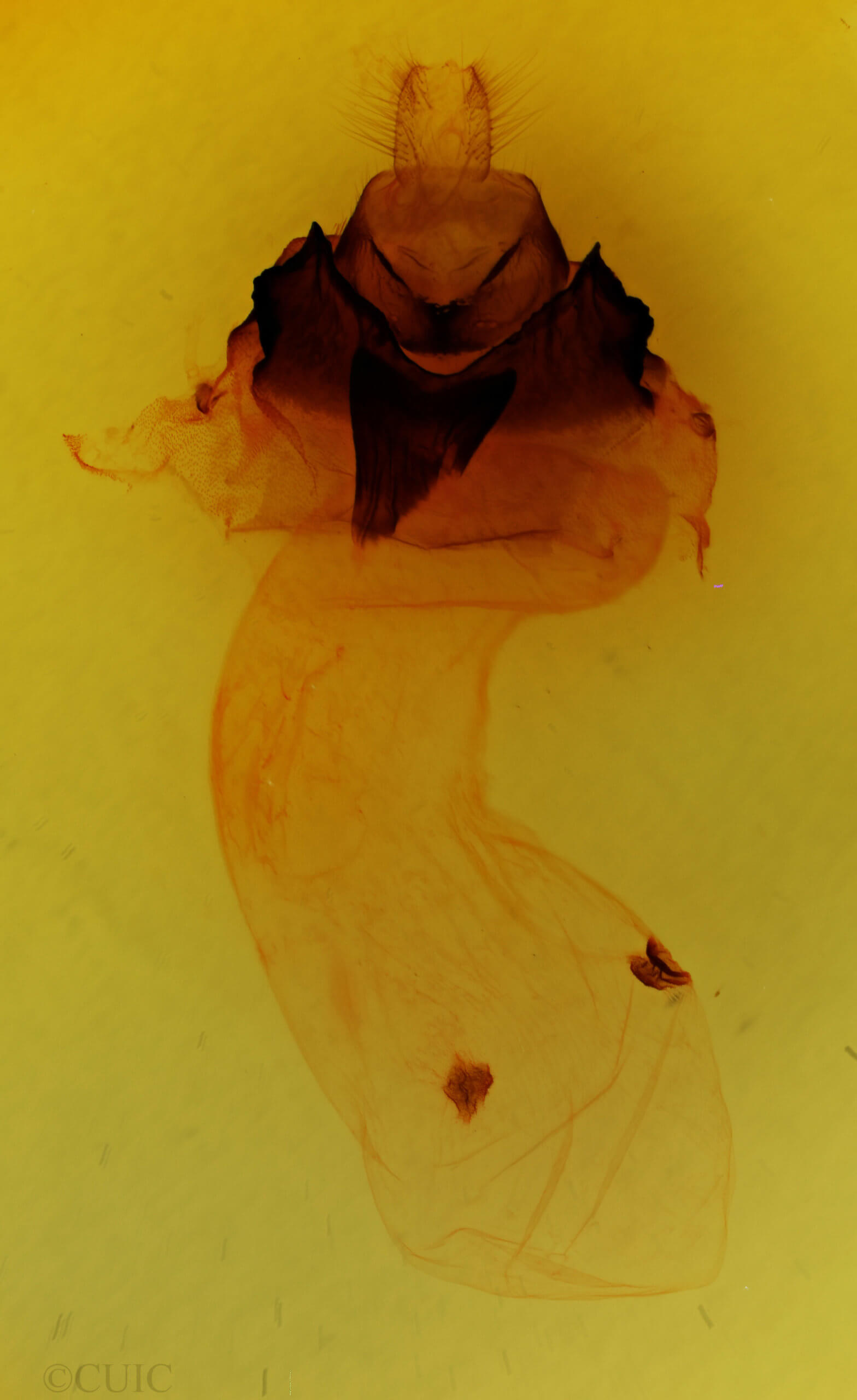 genitalia view of adult Miracavira brillians