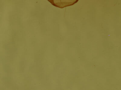 genitalia view of adult Neoplynes eudora