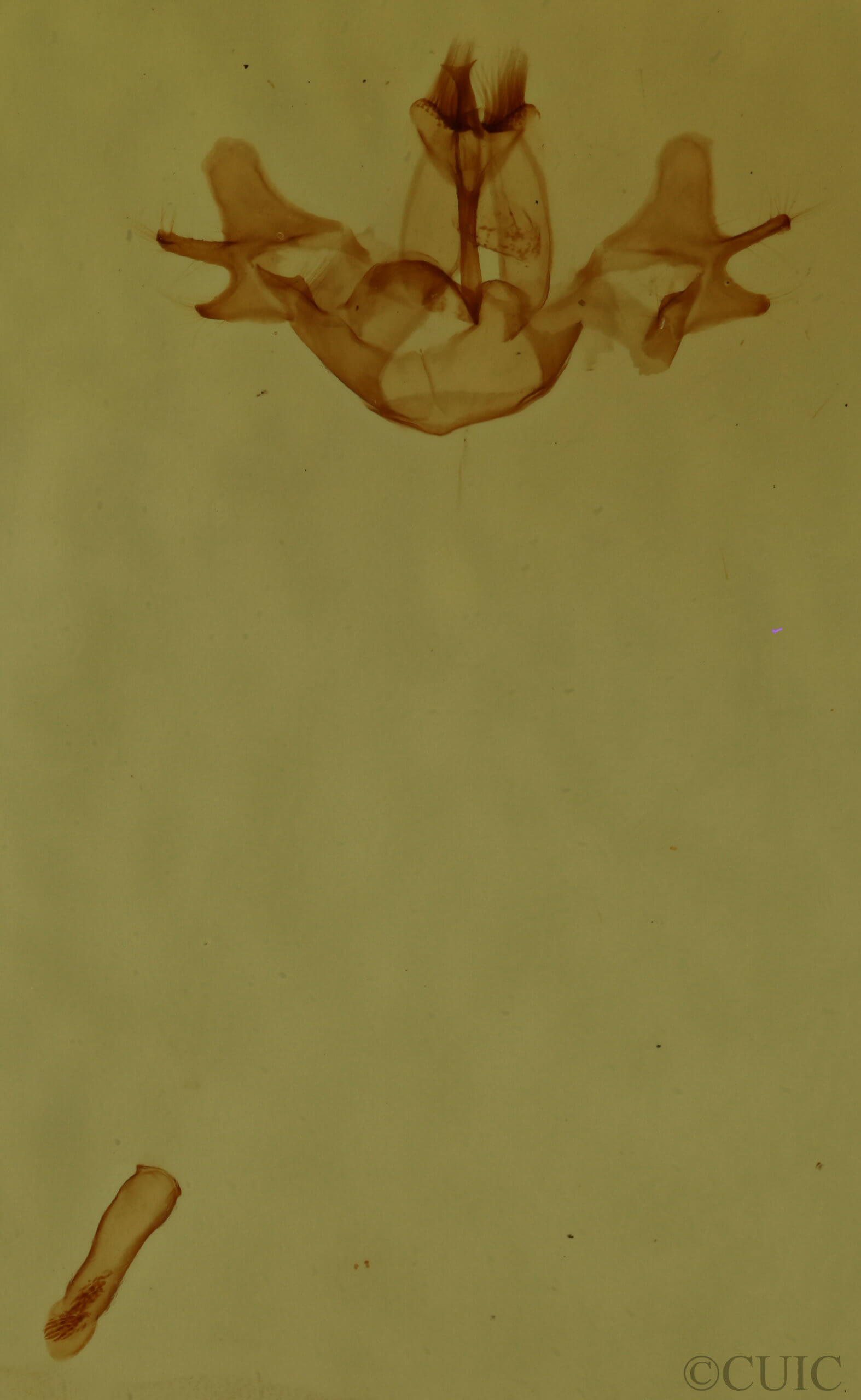 genitalia view of adult Neoplynes eudora