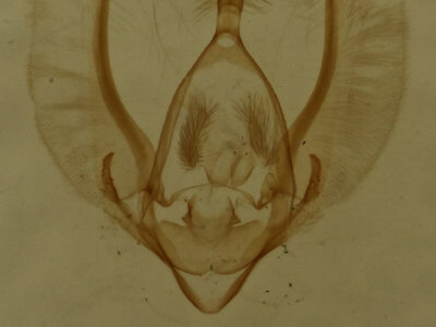 genitalia view of adult Meganola phylla