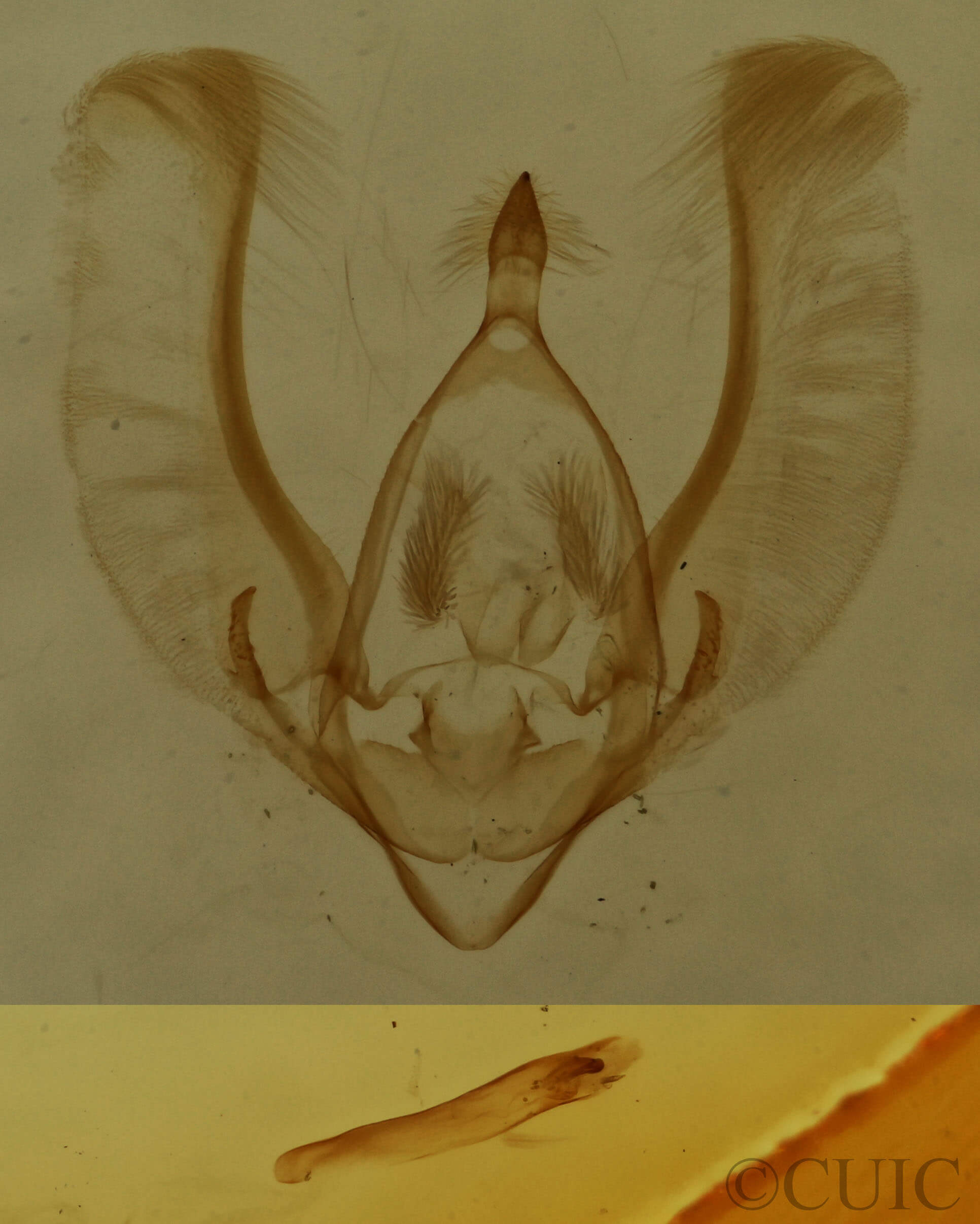 genitalia view of adult Meganola phylla