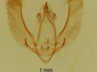 genitalia view of adult Meganola phylla