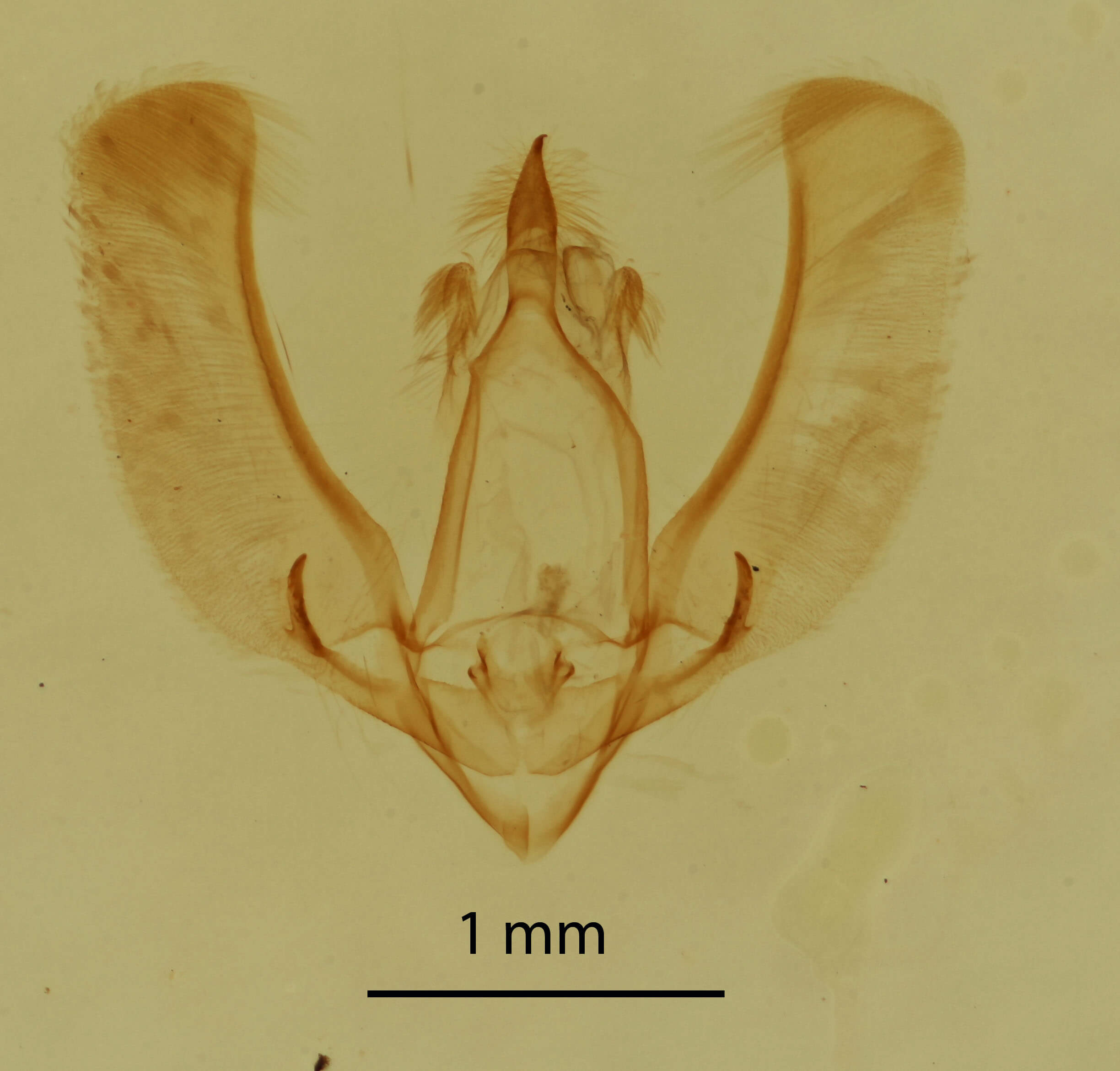 genitalia view of adult Meganola phylla
