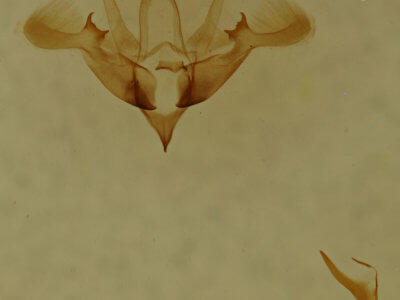 genitalia view of adult Nola cilicoides