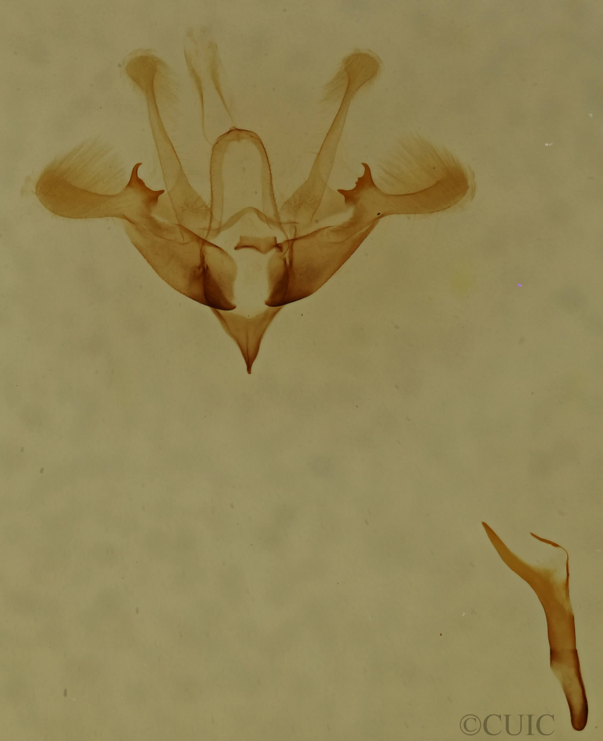 genitalia view of adult Nola cilicoides