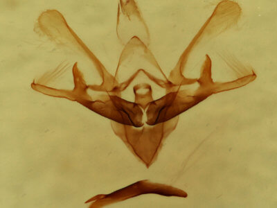 genitalia view of adult Nola cucullatella