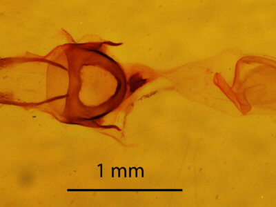 genitalia view of adult Nola cucullatella