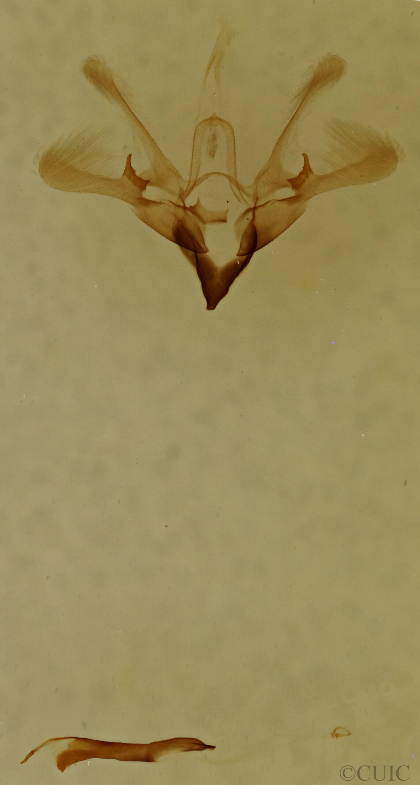 genitalia view of adult Nola cilicoides