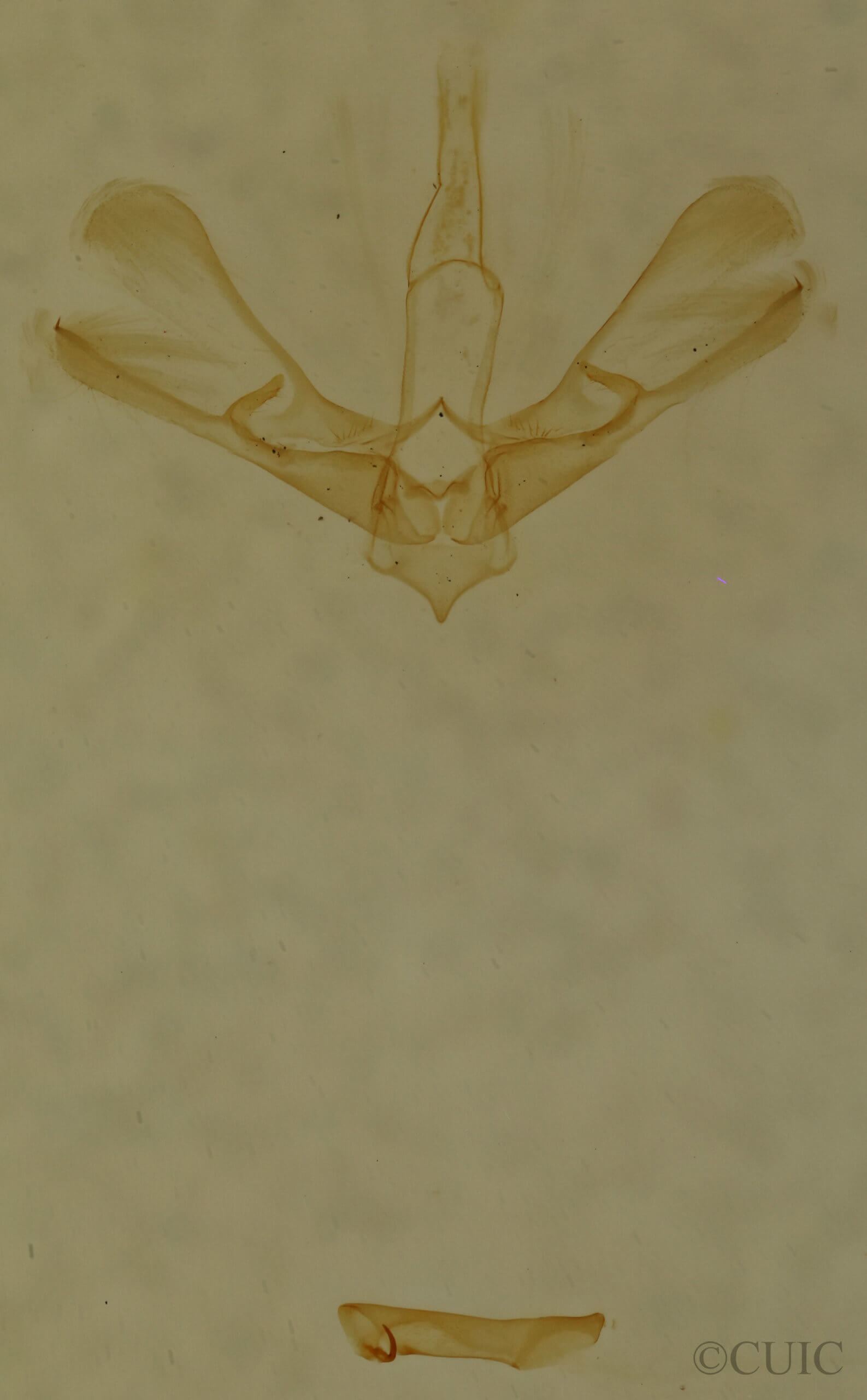 genitalia view of adult Nola ovilla