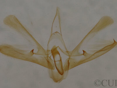 genitalia view of adult Nola cereella