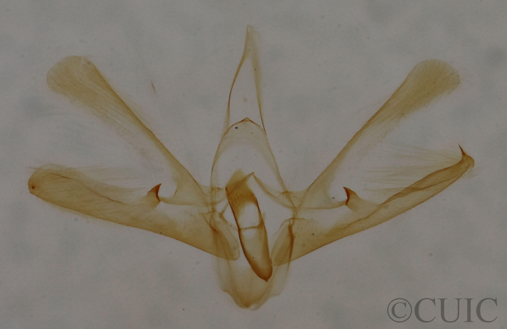 genitalia view of adult Nola cereella