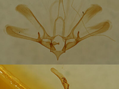 genitalia view of adult Nola triquetrana