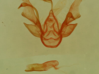 genitalia view of adult Nychioptera noctuidalis