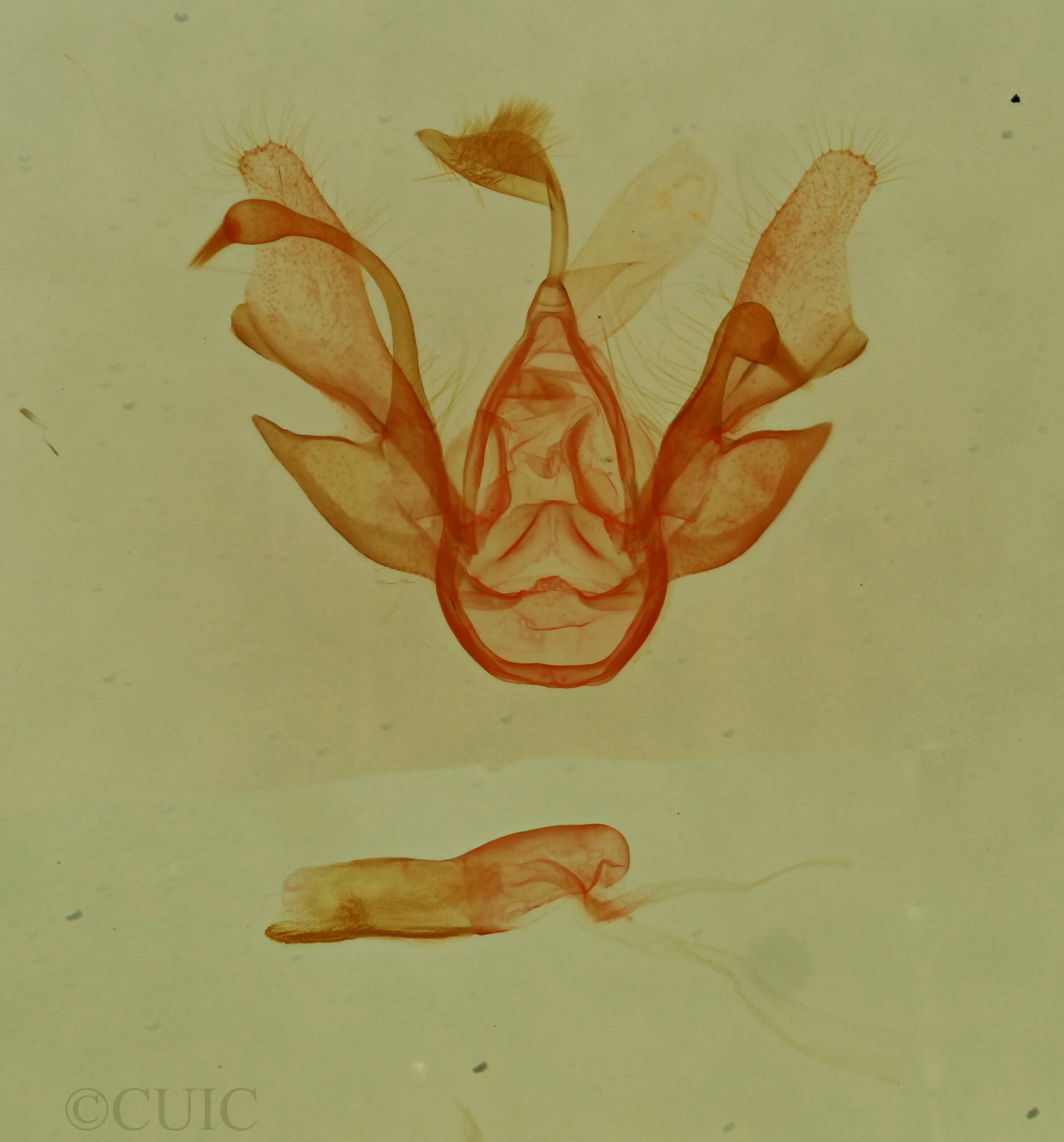 genitalia view of adult Nychioptera noctuidalis