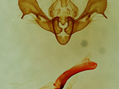 genitalia view of adult Neoligia surdirena