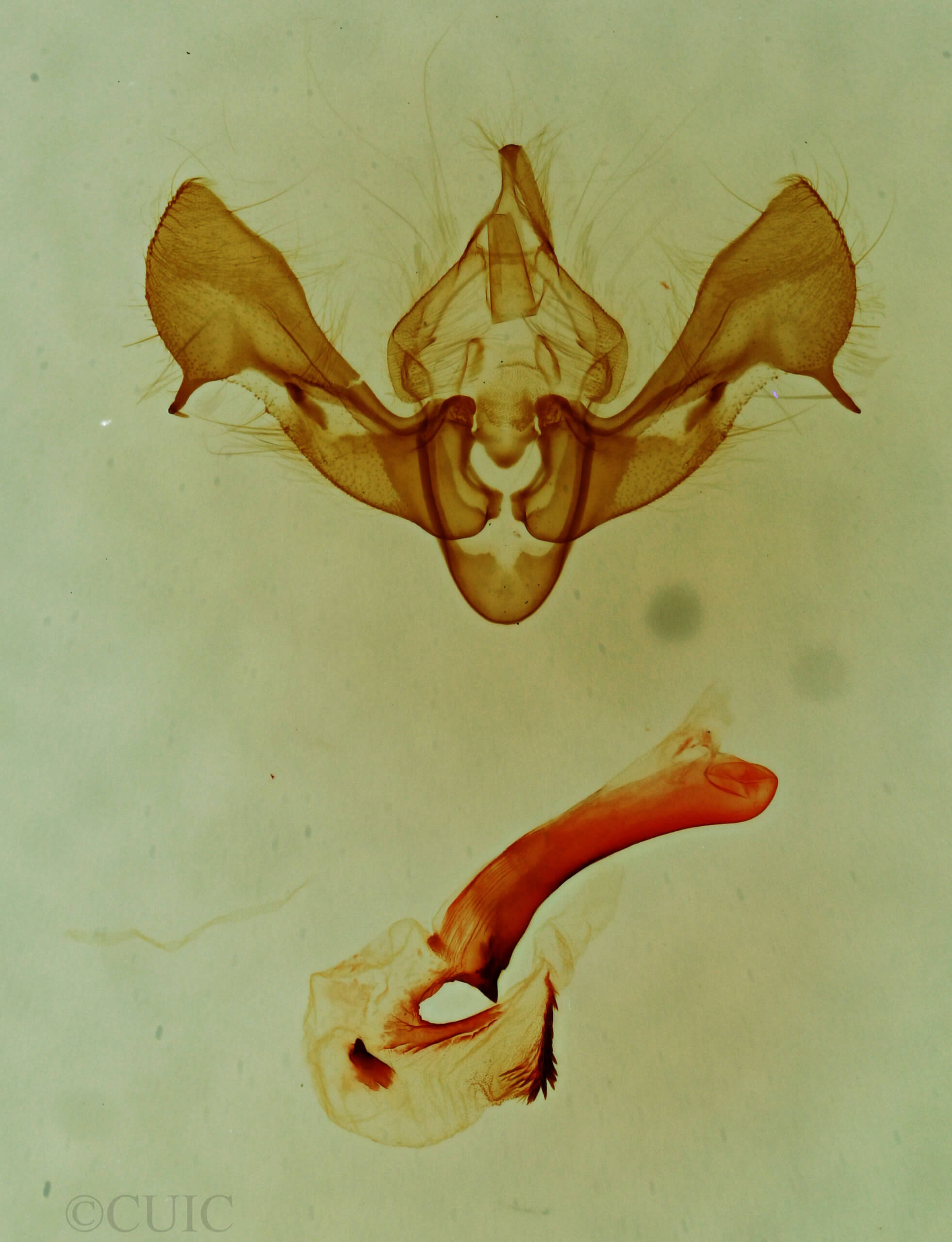 genitalia view of adult Neoligia surdirena