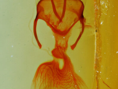 genitalia view of adult Neoligia surdirena