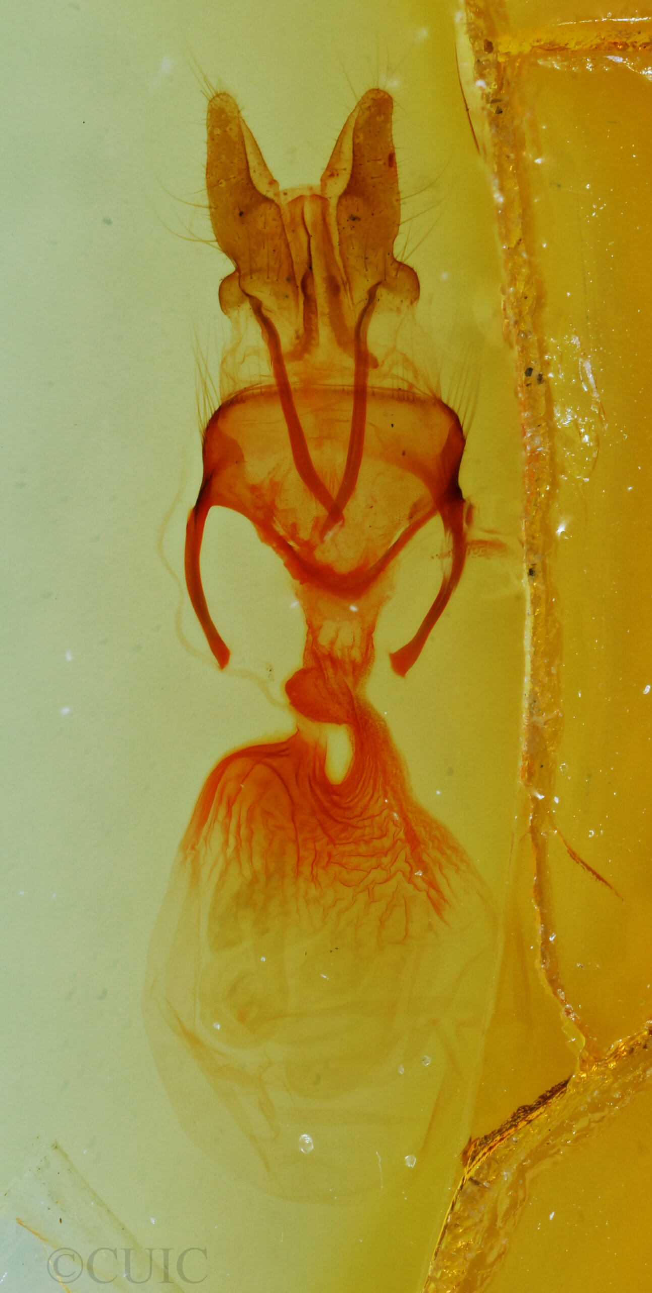 genitalia view of adult Neoligia surdirena