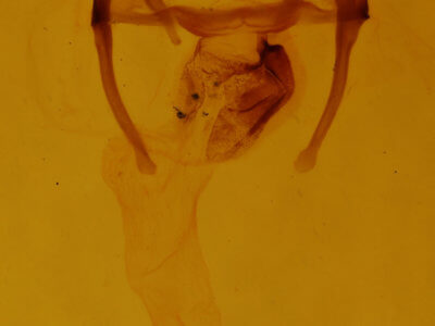 genitalia view of adult Oligia chlorostigma