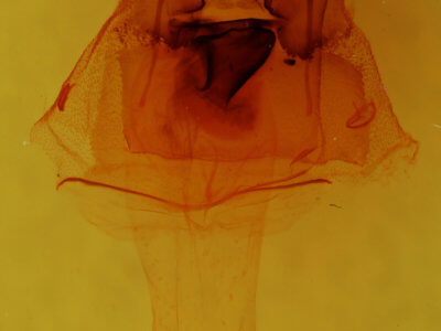 genitalia view of adult Oligia divesta