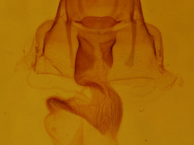 genitalia view of adult Neoligia exhausta
