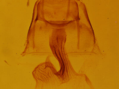 genitalia view of adult Neoligia canadensis