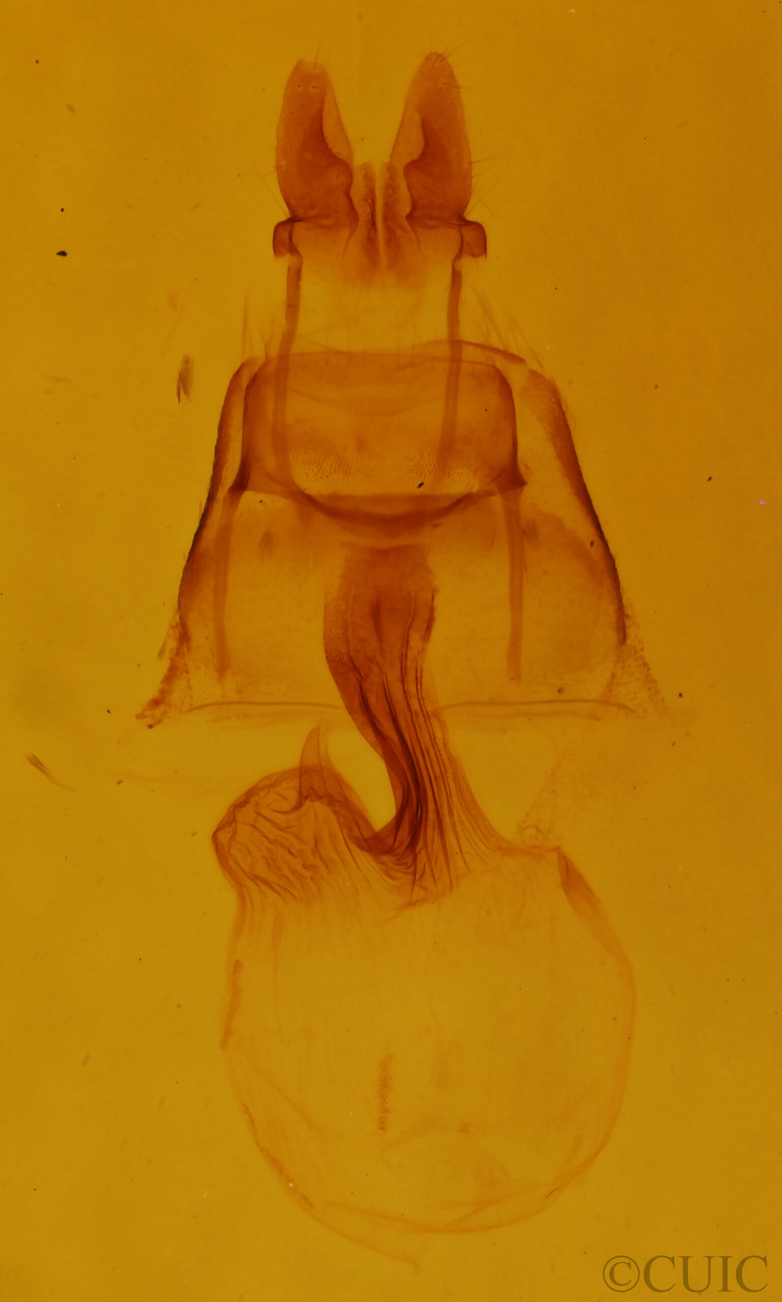 genitalia view of adult Neoligia canadensis