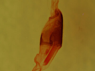 genitalia view of adult Fishia illocata