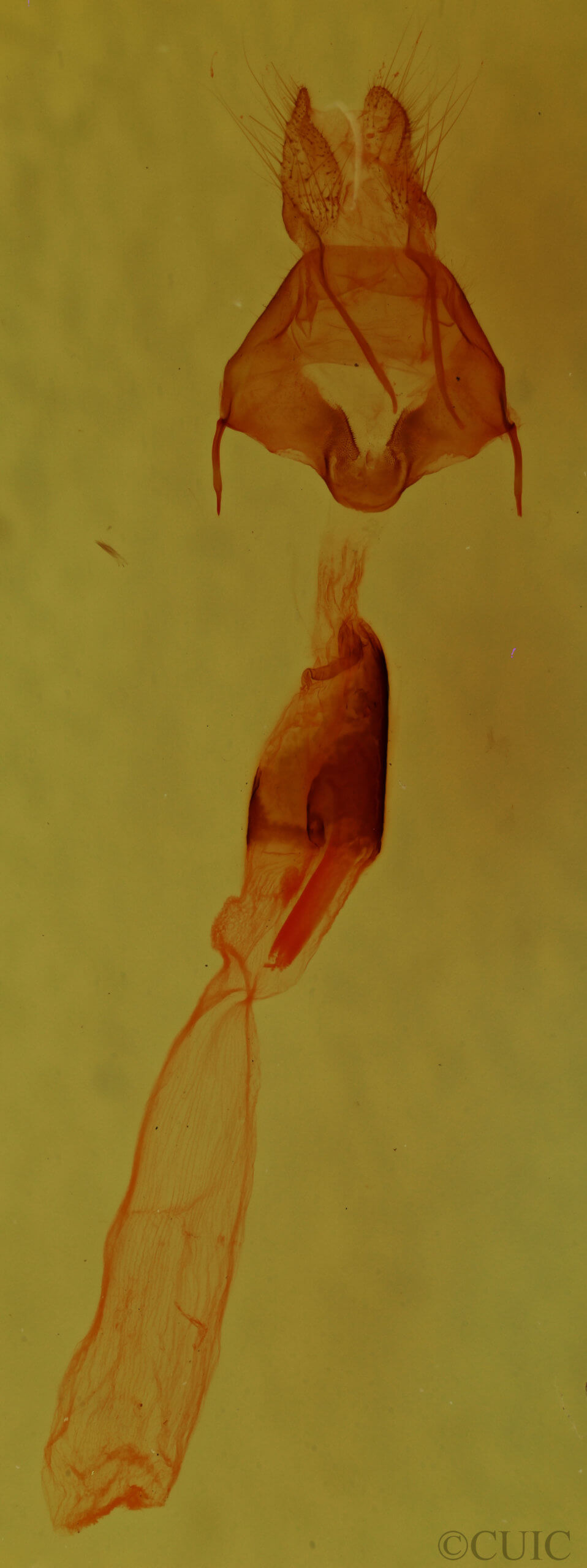 genitalia view of adult Fishia illocata