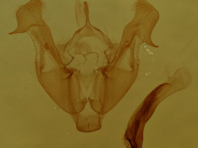 genitalia view of adult Neoligia tonsa