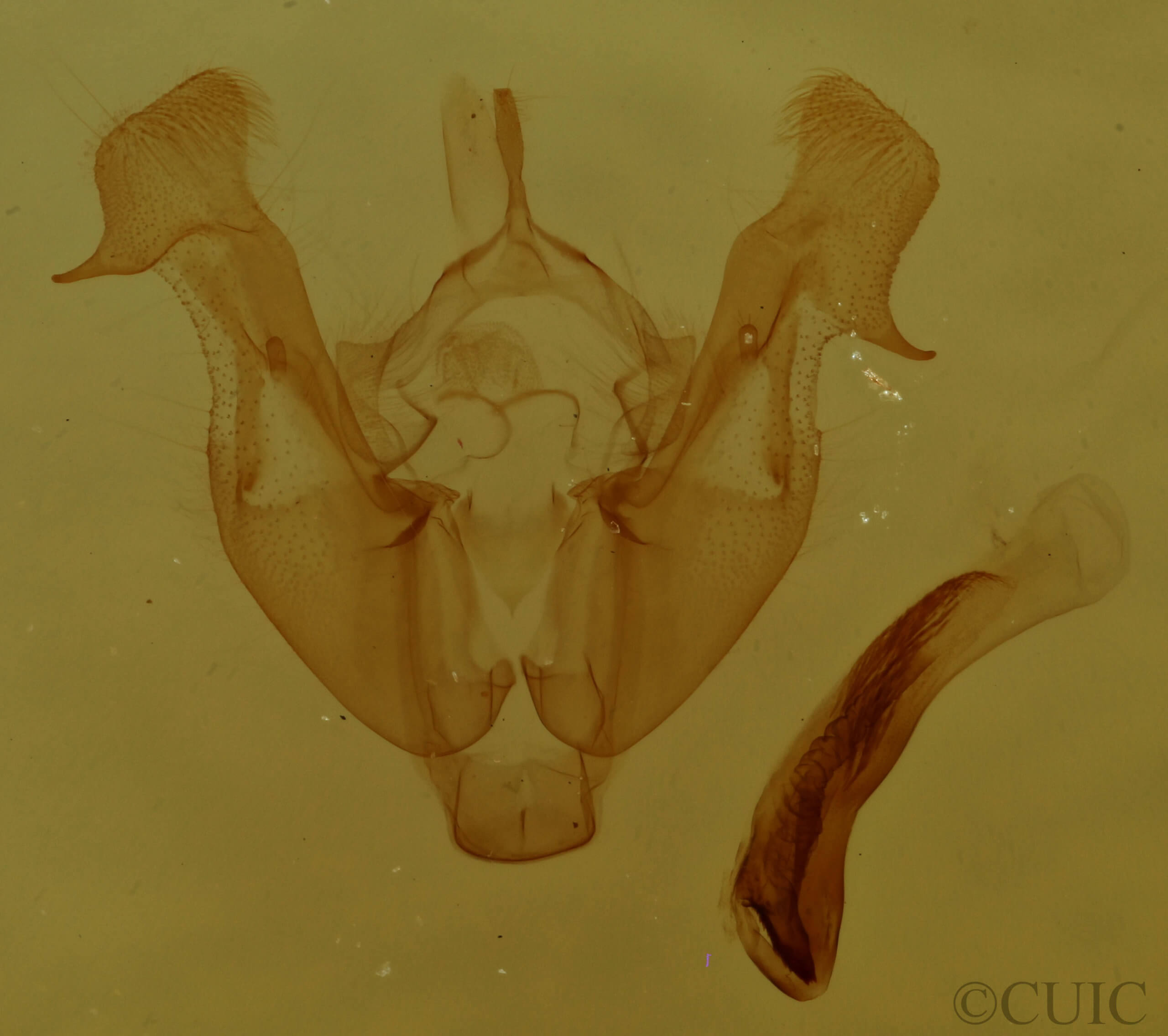 genitalia view of adult Neoligia tonsa