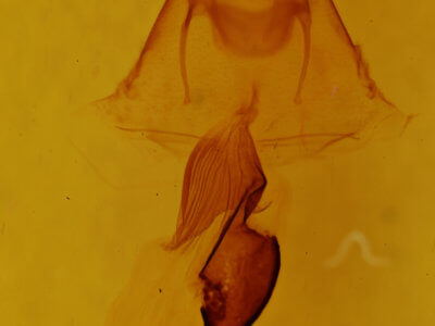 genitalia view of adult Oligia modica